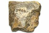 Dinosaur (Triceratops) Frill Shield Section - Wyoming #371532-1
